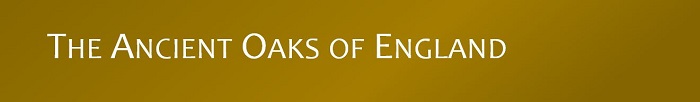 banner.jpg