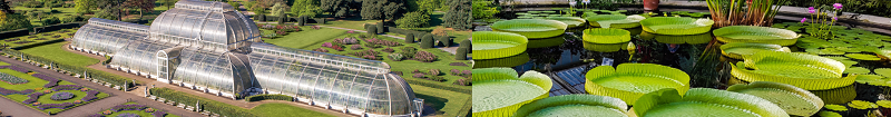 kewgardensbrahms.png
