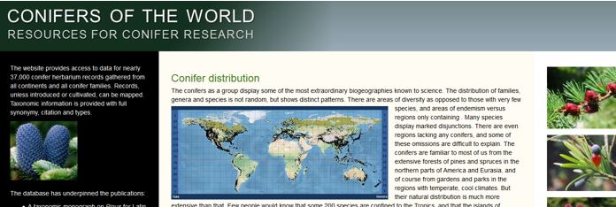 coniferwebsite.jpg