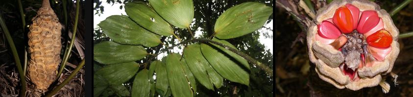 cycads.jpg