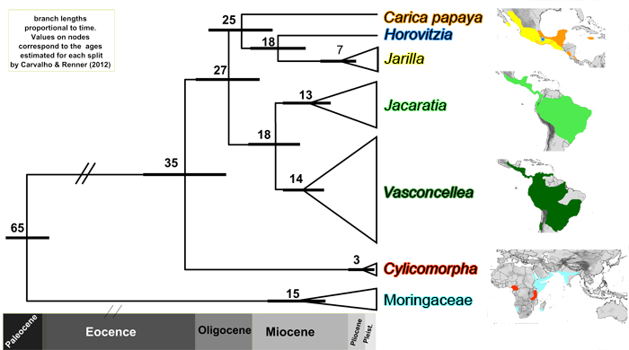 PHYLOGENY.JPG