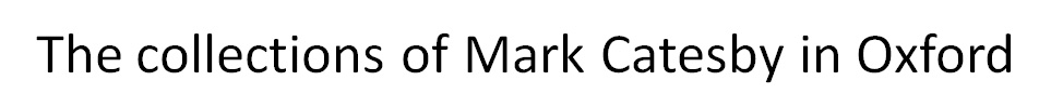 banner.jpg