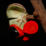 Trichilia welwitschii