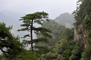 Pinus hwangshanensis on Bijia Shan, Jiangxi, China