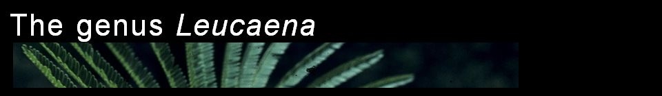 banner.jpg