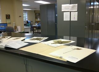MAPR herbarium