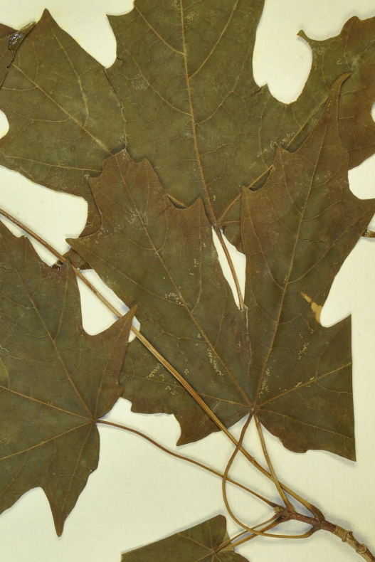 Early nineteenth-century specimen of sugar maple collected by Thomas Nuttall in Massachusetts (Oxford University Herbaria).