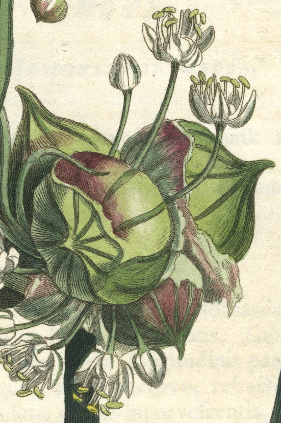 Proliferating inflorescence of Allium cepa from Curtiss Botanical Magazine (1812; t.1469).