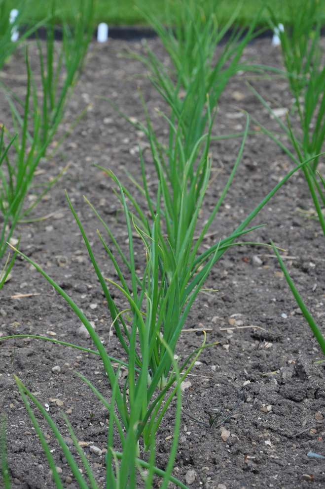
Onion cv Sturon growing in Oxford Botanic Garden.