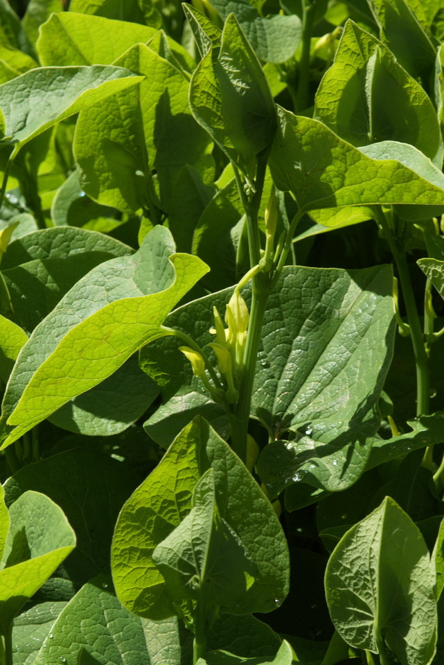 
Aristolochia clematitis growing in Oxford Botanic Garden.