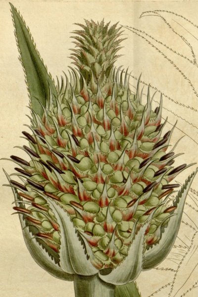 Illustration of pineapple inflorescence from  Curtis's Botanical Magazine (1813, t.1554).