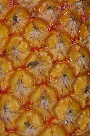 Mature commercial pineapple from Brazil.