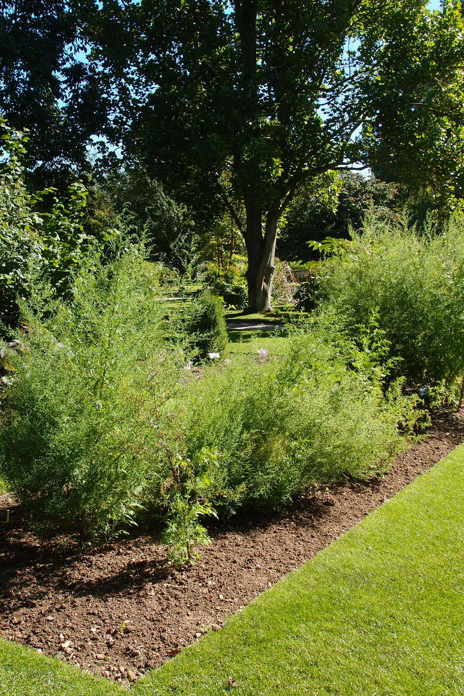 
Annual wormwood growing in Oxford Botanic Garden.