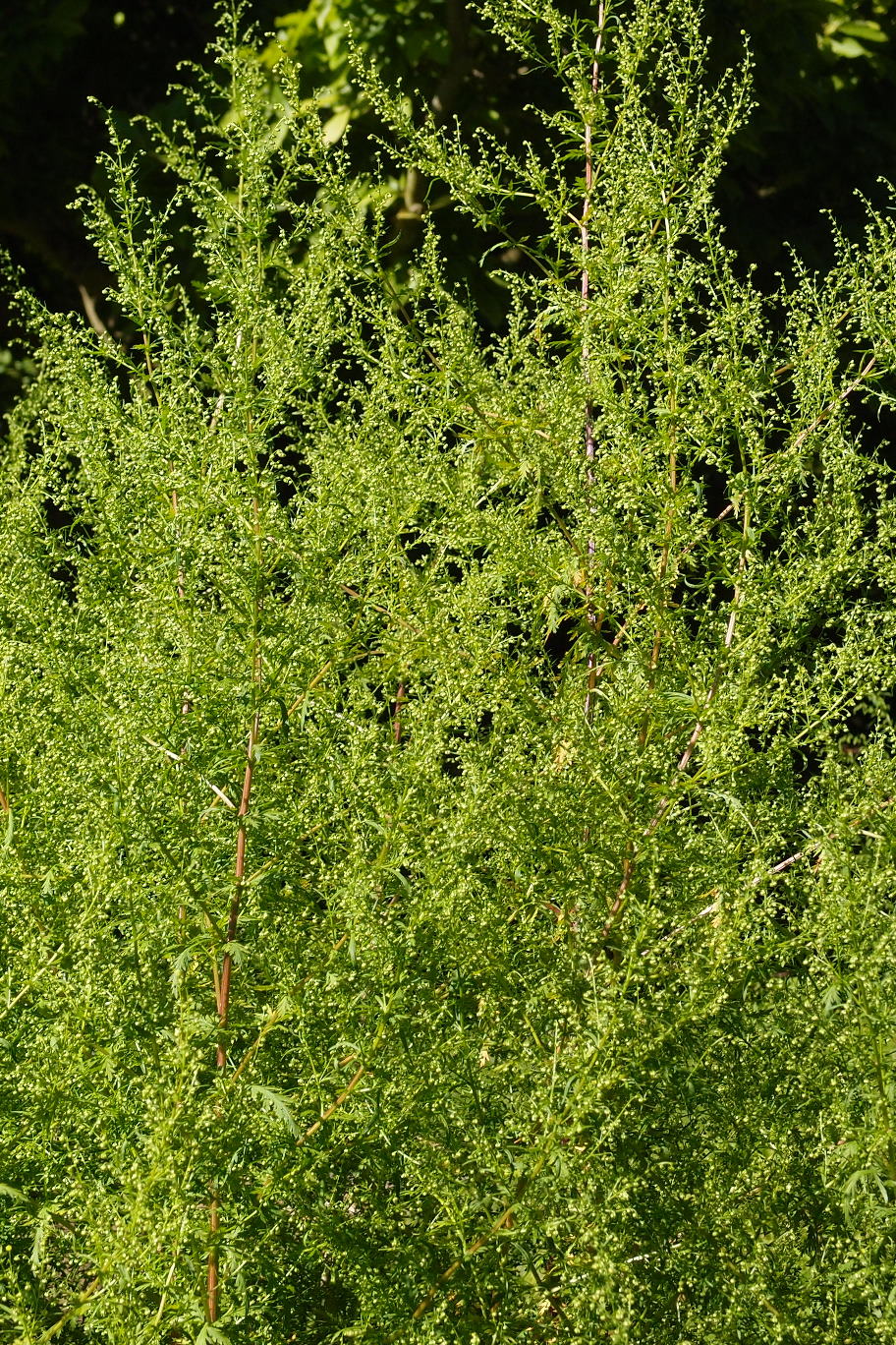 Annual wormwood flowering in Oxford Botanic Garden.