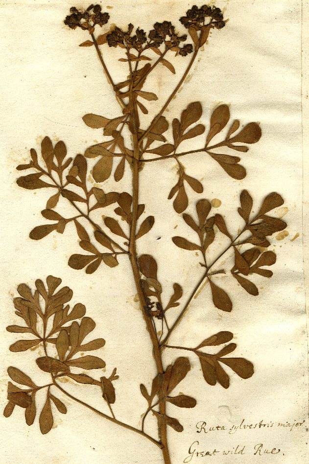 Specimen of Ruta graveolens collected by Jacob Bobart the Younger in the mid-seventeenth century from the Oxford Botanic Garden (Oxford University Herbaria)
