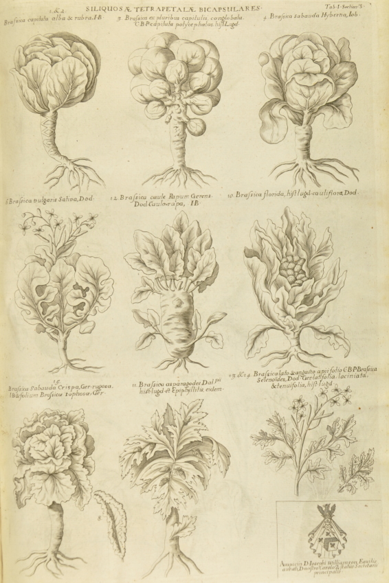 
Page of cultivated cabbages from Robert Morison's 'Historia Plantarum Oxoniensis' (1680, sect.3, tab.1).