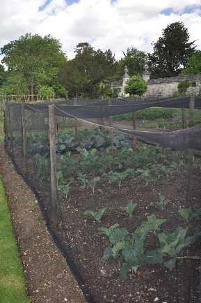 Cabbages in Oxford Botanic garden and a vertical section through Brussels sprout.