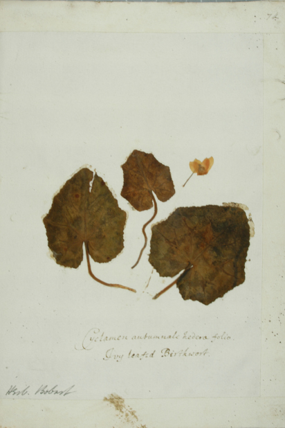  Jacob Bobart the Younger's specimen of Cyclamen hederifolium, collected in c. 1660 (Oxford University Herbaria).