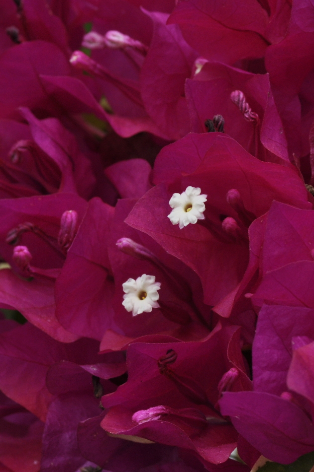 Flowers of Bougainvillea