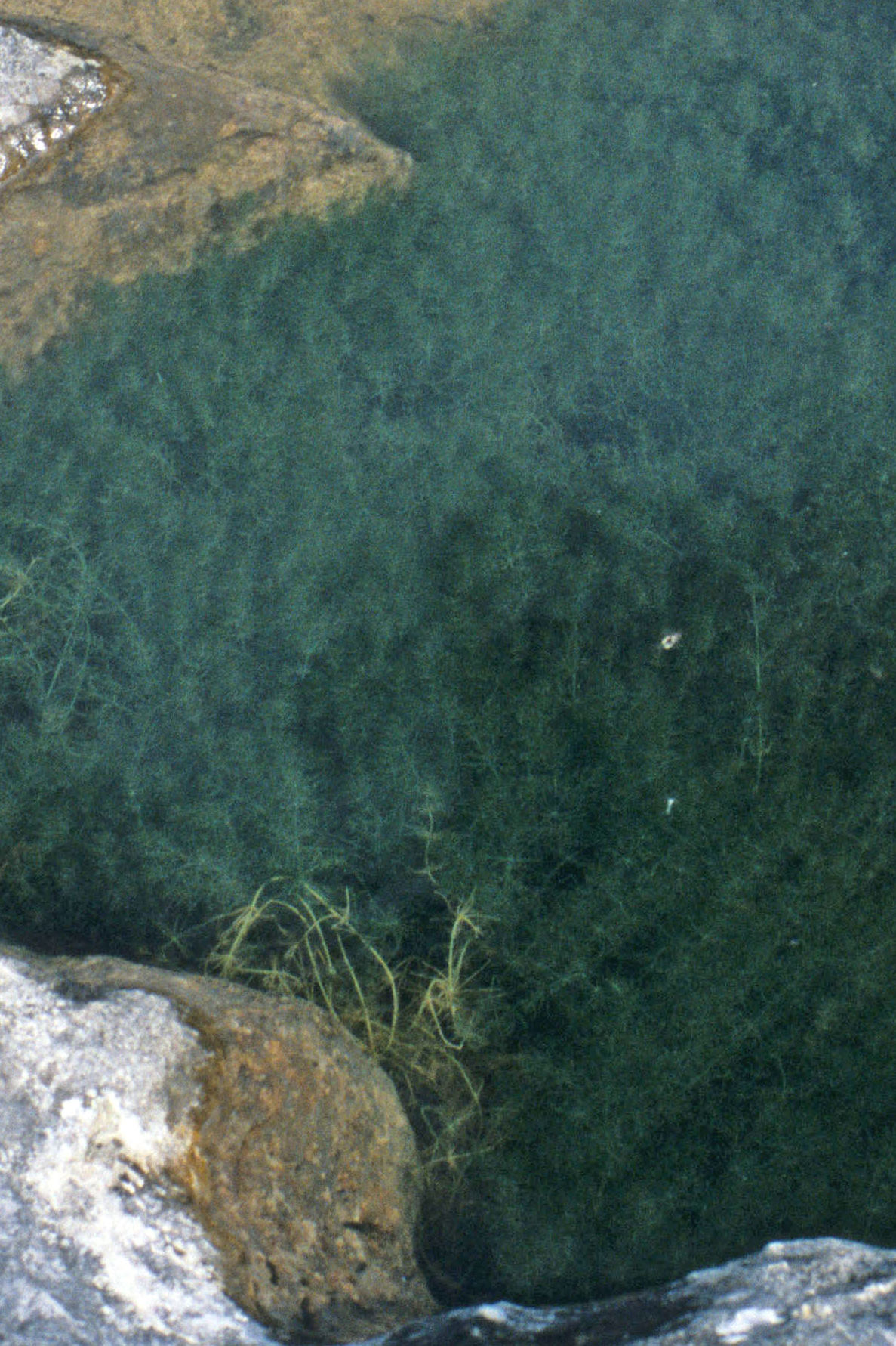 
Chara sp. in its native habitat in Britain (image courtesy of Sandy Hetherington).