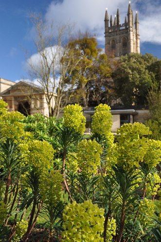 
Euphorbia characias ssp. wulfenii in Oxford Botanic Garden.