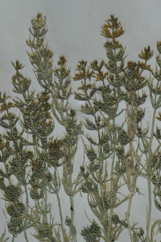 Herbarium specimen of Chara vulgaris collected in Surrey, UK, in 1882 (Oxford University Herbaria).