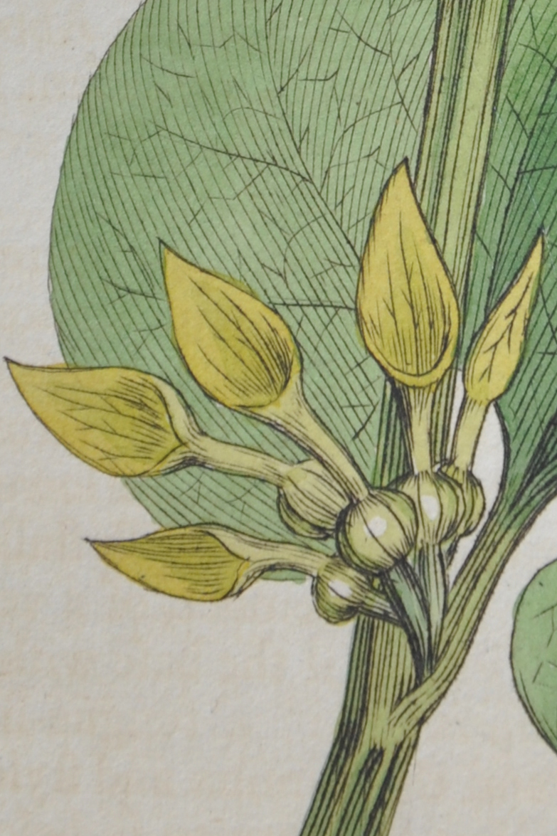 Coloured engraving of Aristolochia clematitis from Sowerby's 'English Botany' (1797, t.398).