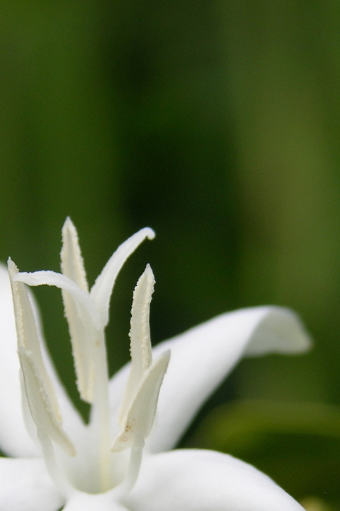 Flower of Coffea arabica.
