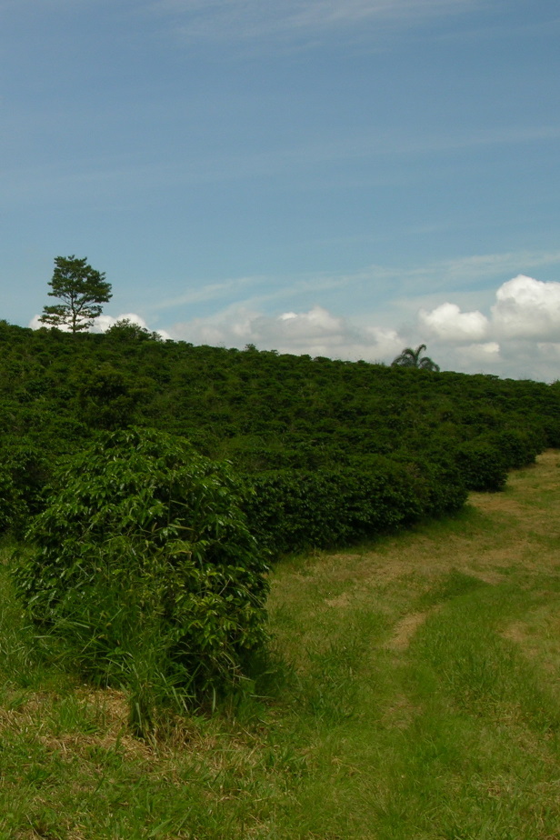 Rows of coffee plants on a commercial coffee farm in Brazil (S.A.Harris). Vegetative shoot of Coffea arabica.