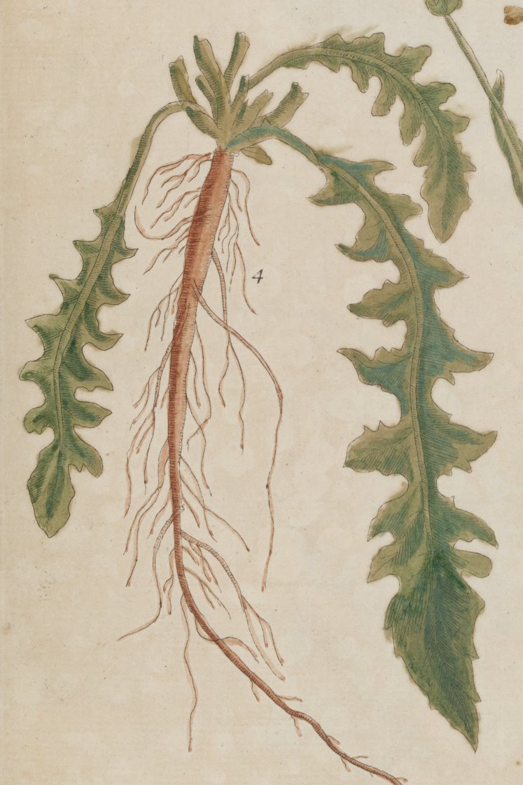 Capsella bursa-pastoris illustrated in Elizabeth Blackwell's A curious herbal (1737; v. 1, t.5).