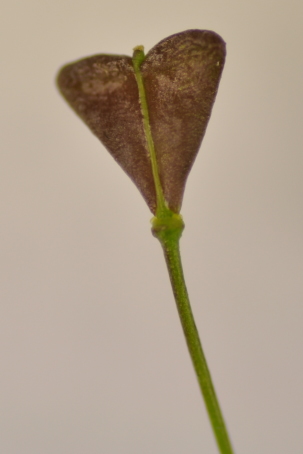 Fruit of Capsella bursa-pastoris.