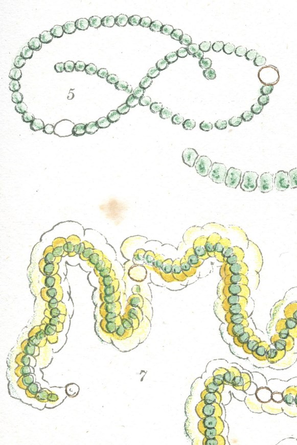 Nostocaceae from Cooke's British Fresh-water Algae (1882-1884, pl. 91).