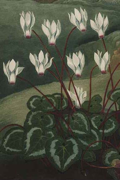  Cyclamen persicum from Robert Thornton's Temple of Flora (1807).