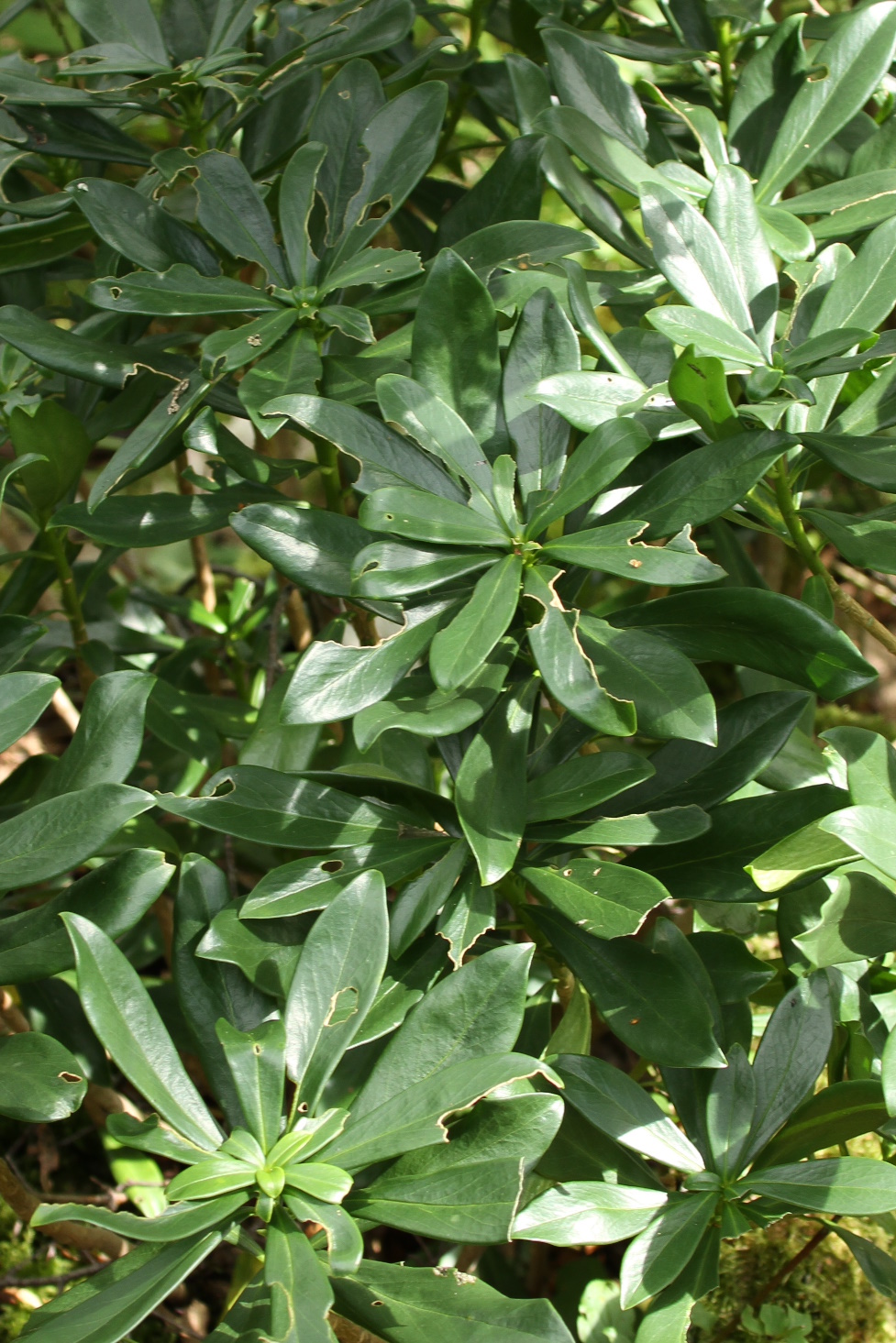 Daphne mezereum in mid-summer.