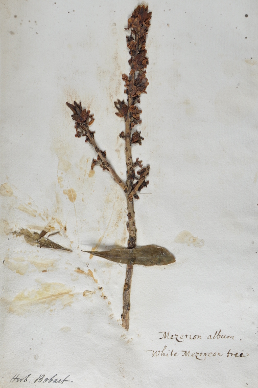 'Mezereon album. White Mezereon tree' collected by Jacob Bobart the Younger in the late seventeenth century, presumably from the Oxford Botanic Garden (Oxford University Herbaria, BJr-15-018)