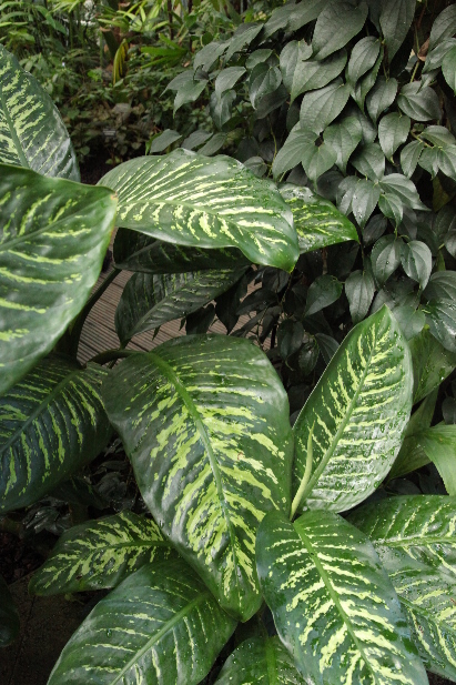 
Dieffenbachia seguine growing in Oxford Botanic Garden.