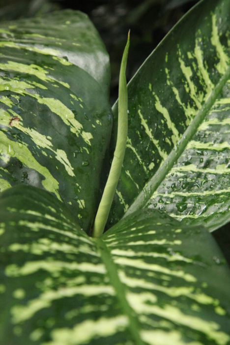 Emerging leaf of Dieffenbachia seguine.