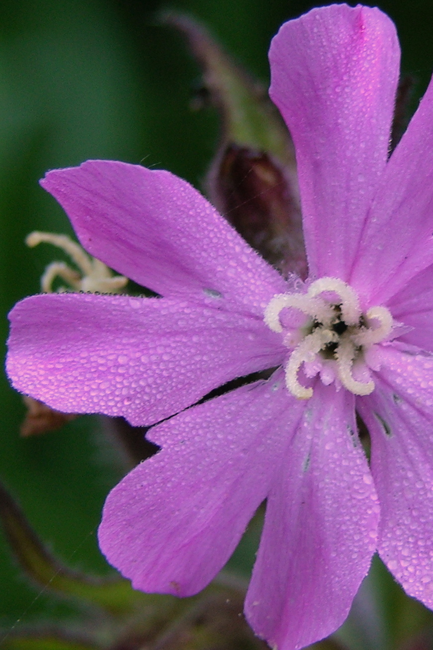 Female flower of Silene dioica 