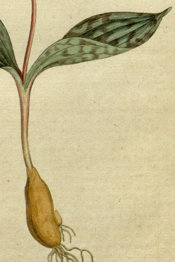  Illustration of Erythronium dens-canis from Curtis's Botanical Magazine (1787; t.5).