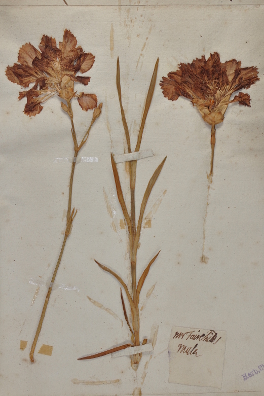 Specimen of Fairchild's Mule annotated by William Sherard (Oxford University Herbaria).