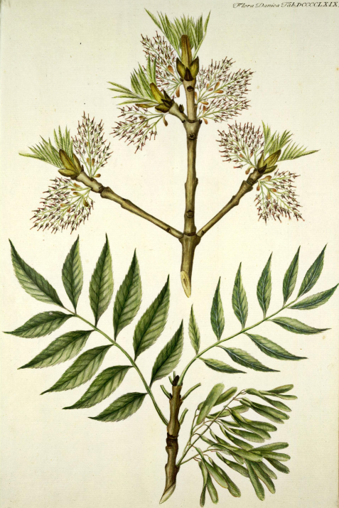 Common ash from Oeder et al.'s 'Flora Danica' (1761-1883, t.969).