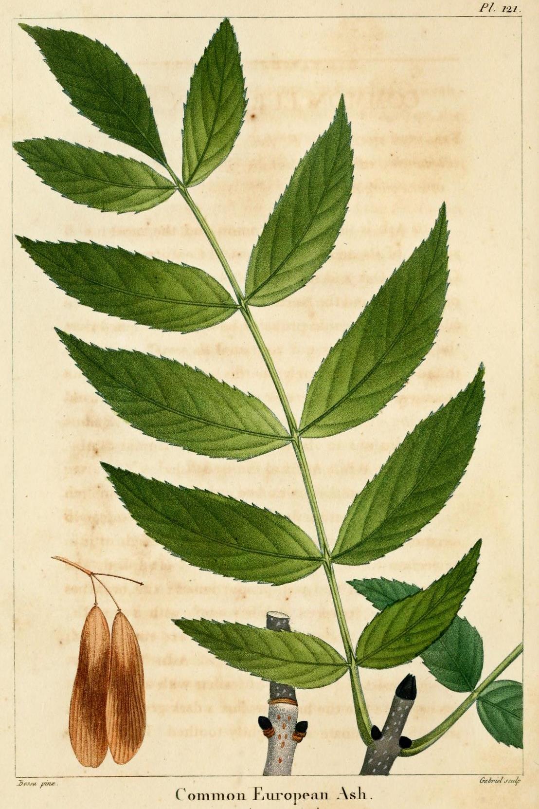 
Common ash from Michaux's 'The North American Sylva' (1816, t.121).