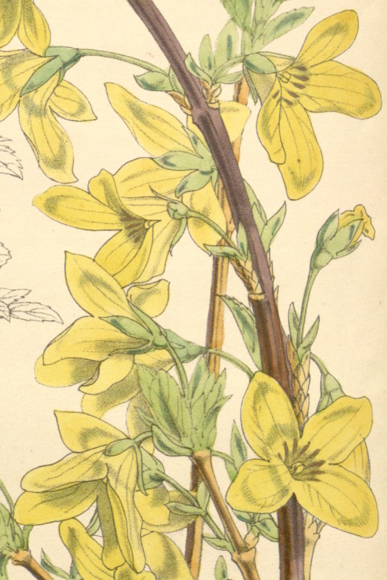 Walter Fitch's illustration of Forsythia suspensa for Curtis's Botanical Magazine (1857, t.4995).