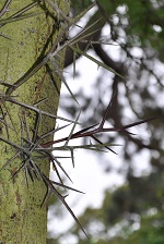 Trunk spines of Gleditsia triacanthos.