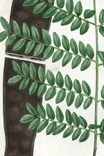 
Hand-coloured plate of Gleditsia triacanthos from Michaux's 'The North American Sylva' (1818, vol. 2, t.79).