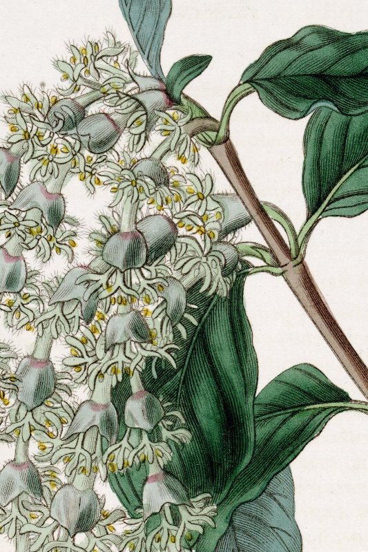 Drake's illustration of Garrya elliptica from Edwards' Botanical Register (1835; t.1686).
