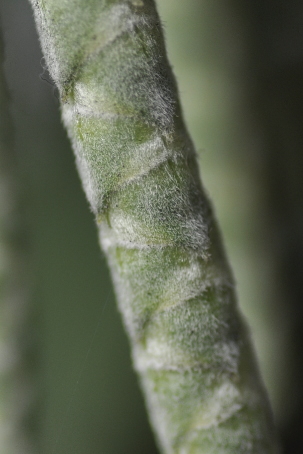 Developing male catkins of Garrya elliptica.