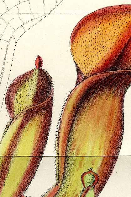 
Lithograph of Heliamphora nutans from 'Curtis's Botanical Magazine' (1890, t. 7093).
