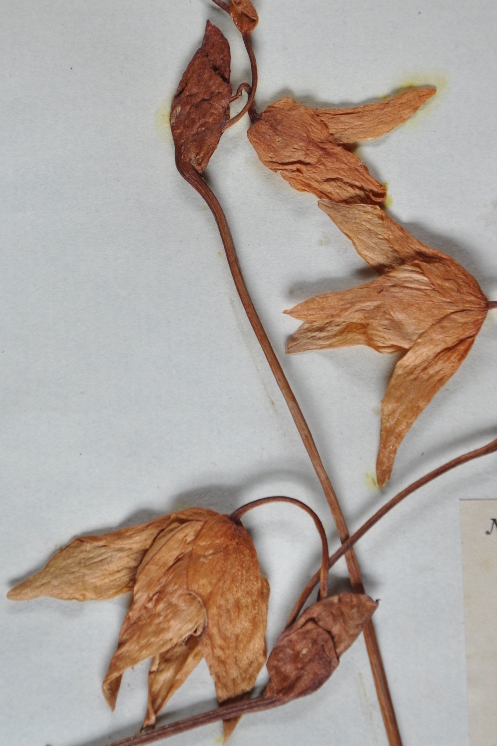 Specimen of Heliamphora nutans collected by the Schomburgk's from Mount Roraima in 1842-43 (Oxford University Herbaria).
