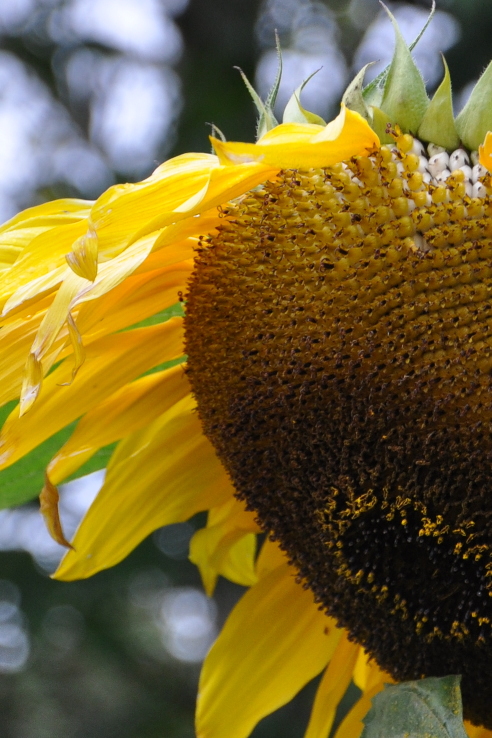 
Inflorescence of Helianthus annuus growing in Oxford Botanic Garden.